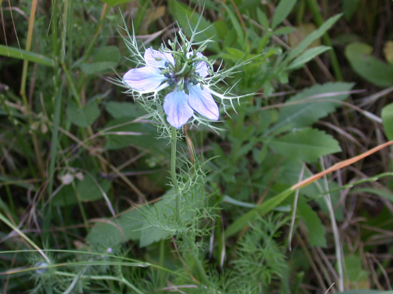 Nigella damascena / Damigella scapigliata